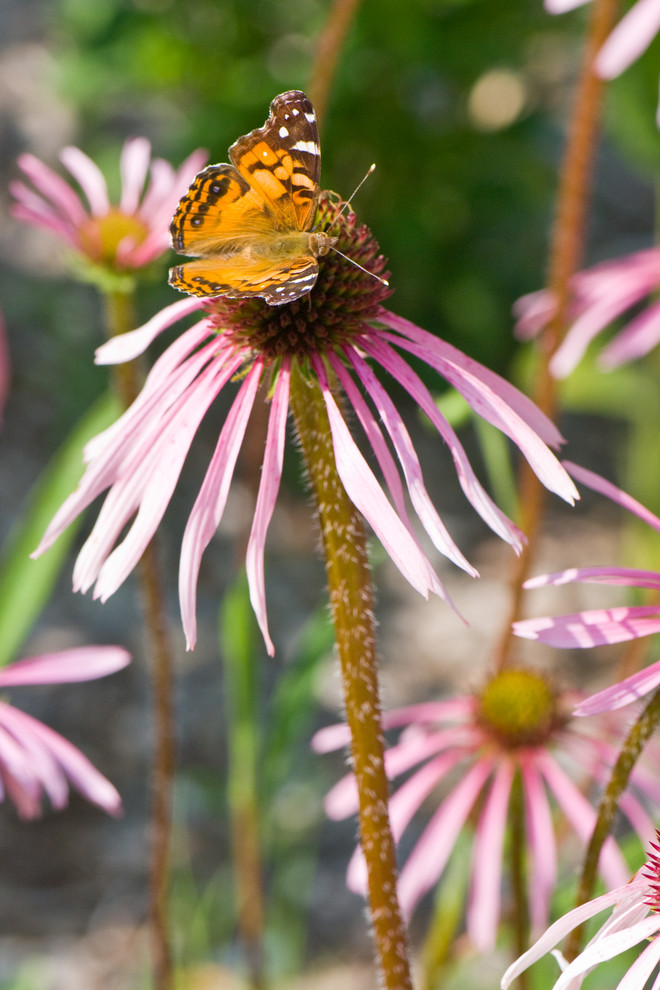 Idées déco pour un jardin.