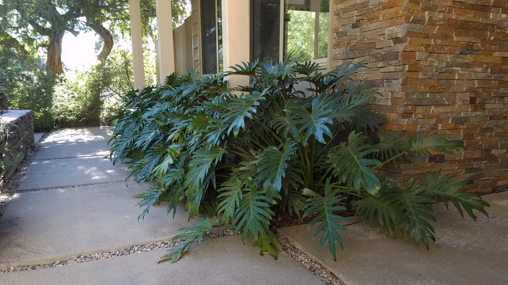 Palisades Courtyard Midcentury Landscape Los Angeles by CARL
