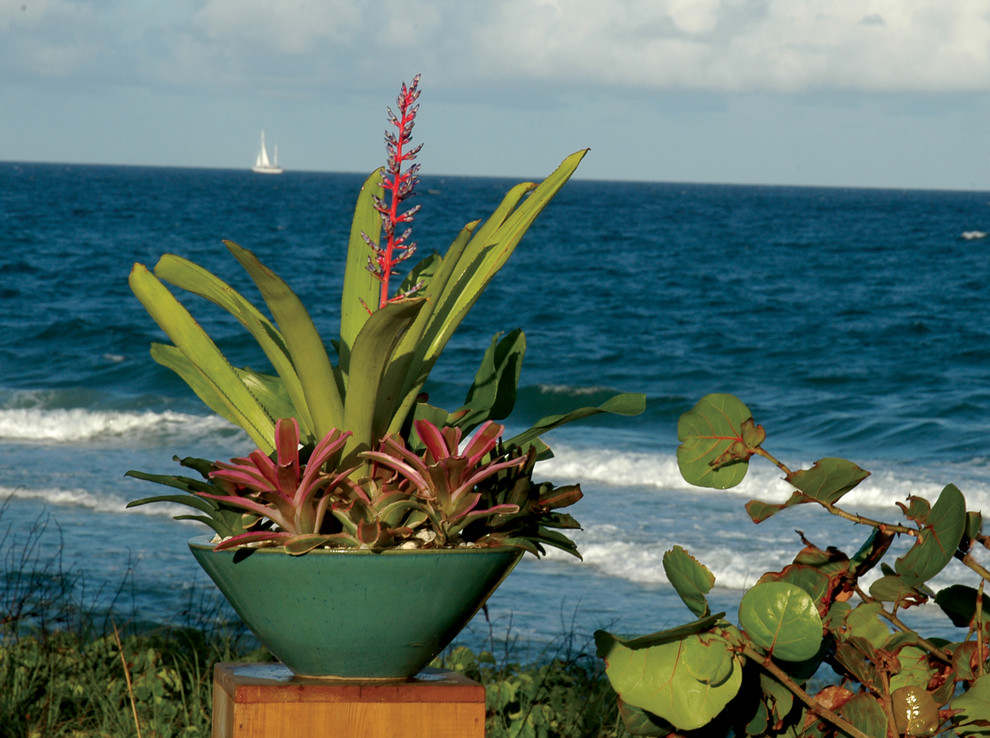 Palm Beach Container Gardens - Transitional - Landscape ...