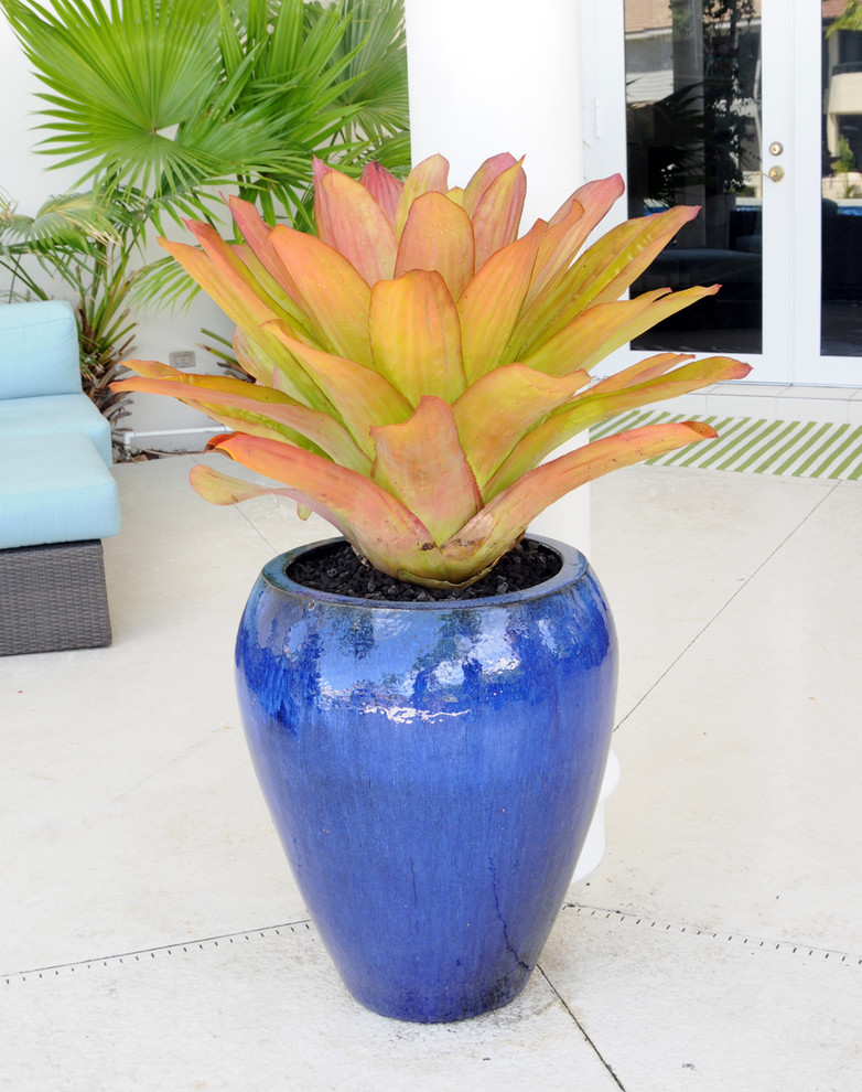 Immagine di un giardino tropicale esposto in pieno sole di medie dimensioni e dietro casa con un giardino in vaso