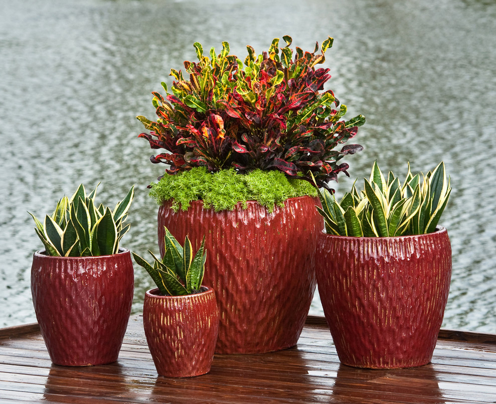 Idee per un giardino tropicale con un giardino in vaso