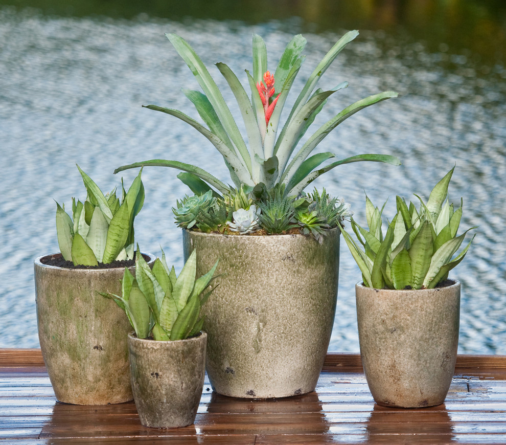 Palm Beach Container Gardens - Tropical - Landscape - Miami - by Pamela