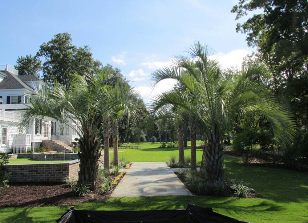 Palm Tree Landscape Houzz