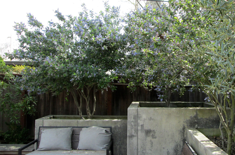 Modelo de jardín de secano minimalista grande en primavera en patio trasero