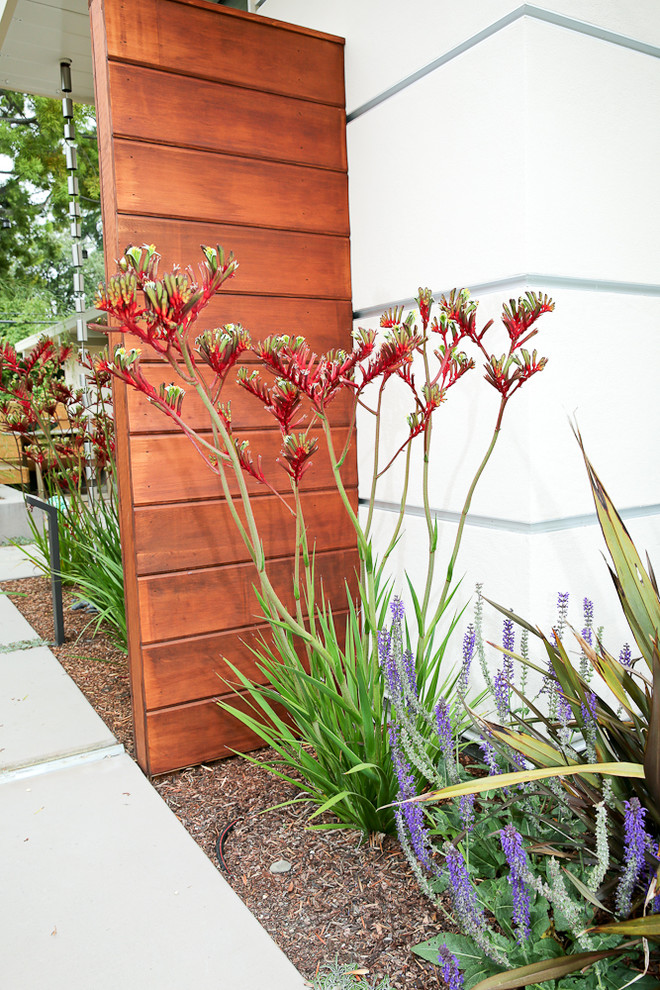 Immagine di un giardino xeriscape minimalista esposto in pieno sole di medie dimensioni e davanti casa con un ingresso o sentiero e pavimentazioni in cemento