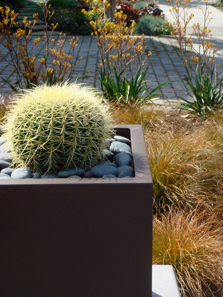 Идея дизайна: солнечный засухоустойчивый сад среднего размера, зимой на переднем дворе в стиле фьюжн с садовой дорожкой или калиткой, хорошей освещенностью и покрытием из каменной брусчатки
