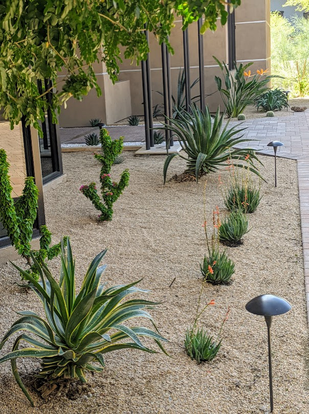 Moderner Vorgarten mit Wüstengarten in Phoenix