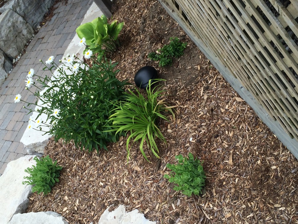 Inspiration for a contemporary partial sun backyard mulch landscaping in Toronto.