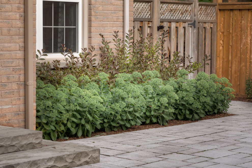 Medium sized contemporary back garden in Toronto with concrete paving.