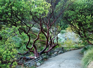 https://st.hzcdn.com/simgs/pictures/landscapes/parry-manzanita-debbie-ballentine-img~ffe1708503e55f89_3-4260-1-63147e3.jpg