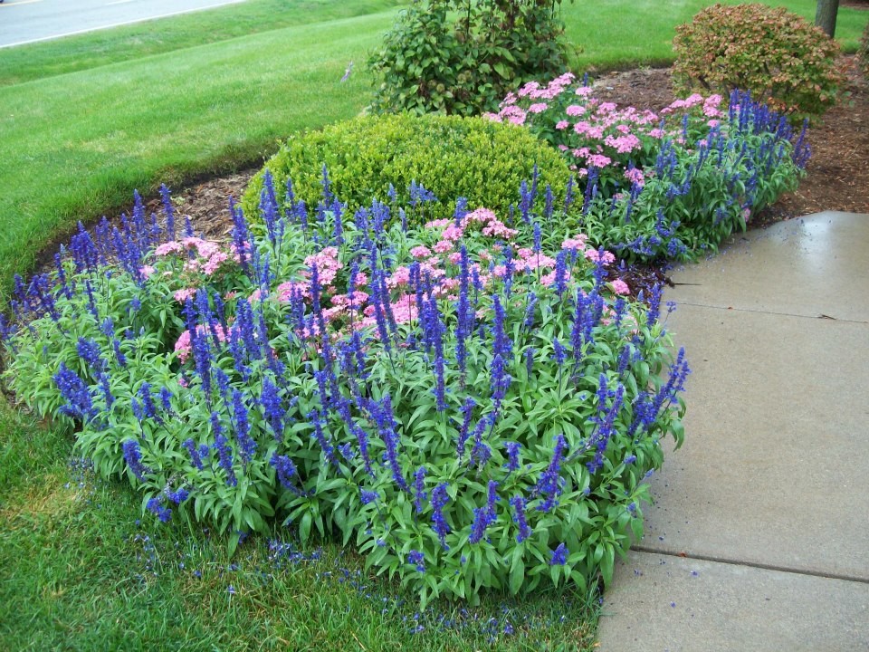 Photo of a mid-sized traditional front yard landscaping in Cleveland.