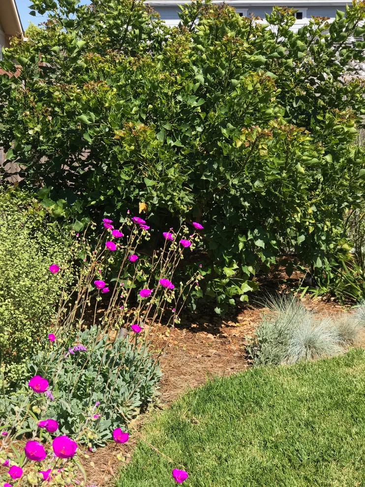 На фото: солнечный засухоустойчивый сад среднего размера на заднем дворе в стиле фьюжн с местом для костра, хорошей освещенностью и мощением клинкерной брусчаткой с