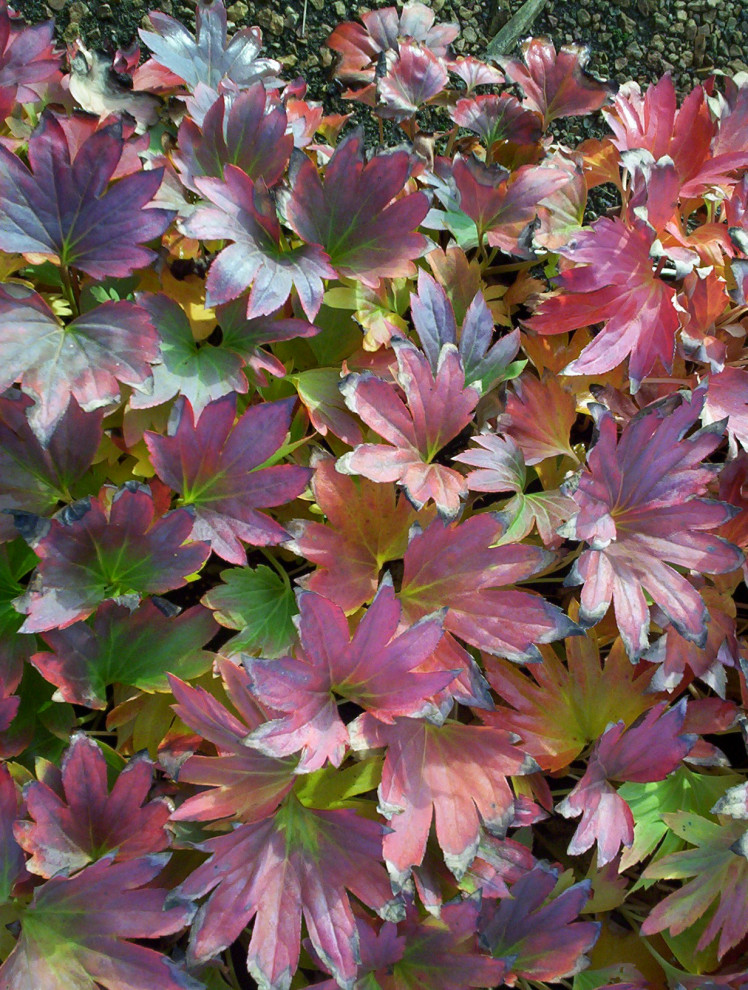 Perennial Flowers Asian Landscape Minneapolis by Kahnke Brothers Tree Farm Houzz