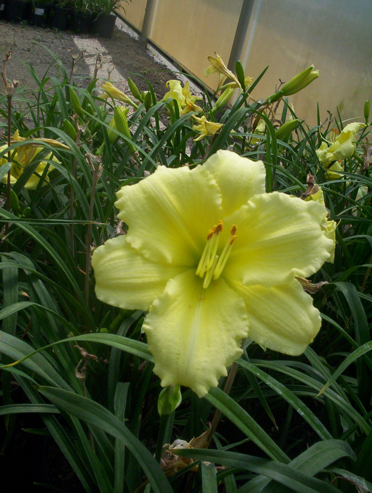 Perennial Flowers Victorian Landscape Minneapolis by Kahnke Brothers Tree Farm Houzz