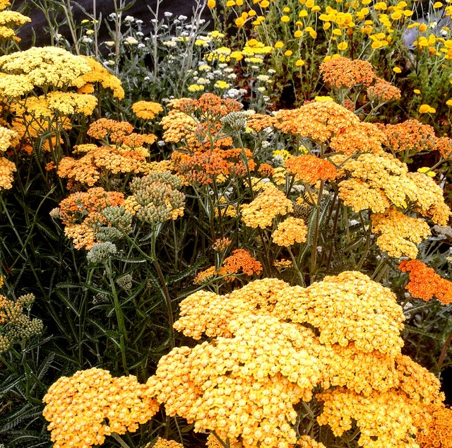 Perennial Plants & Perennial Gardens Garden Denver by Colorado