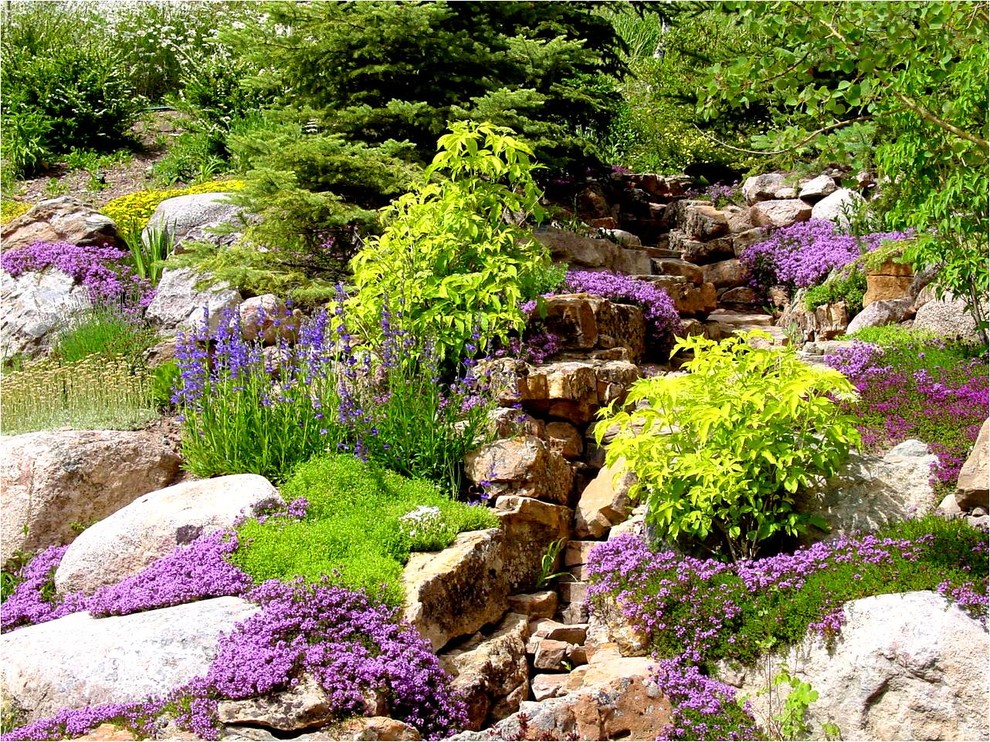 Perennial Plants & Perennial Gardens Landscape Denver by Colorado