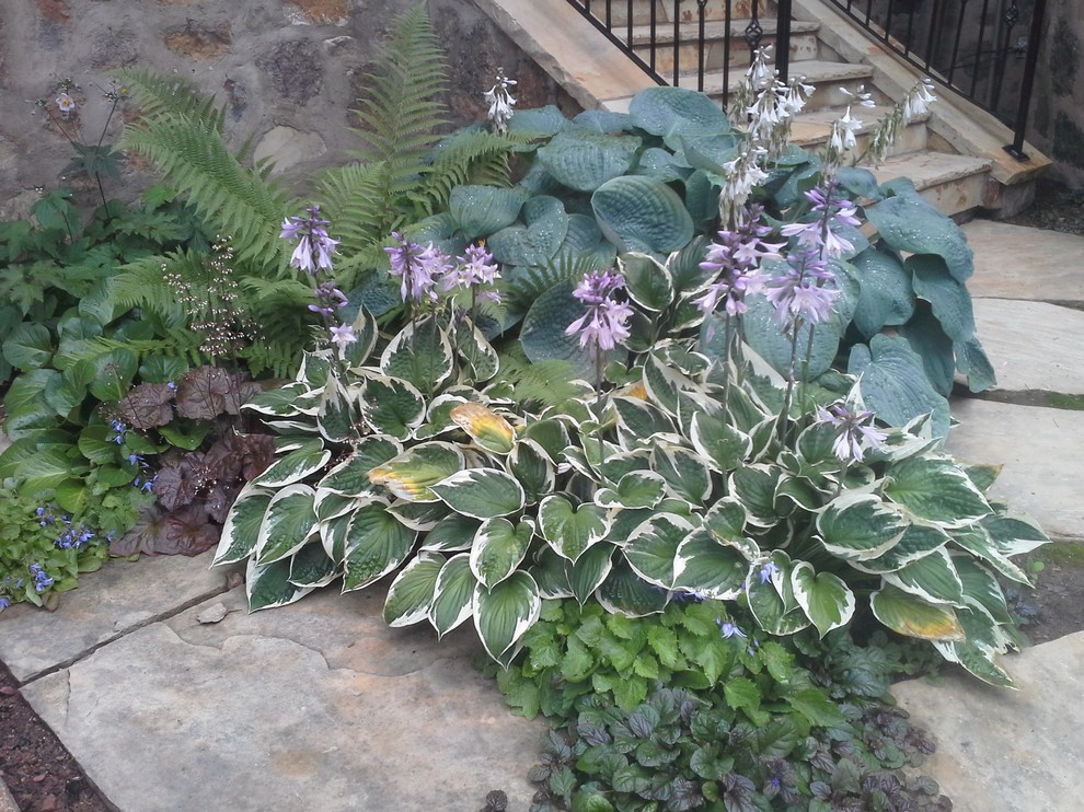 Perennial Plants for Shade Modern Landscape Denver by Alpine