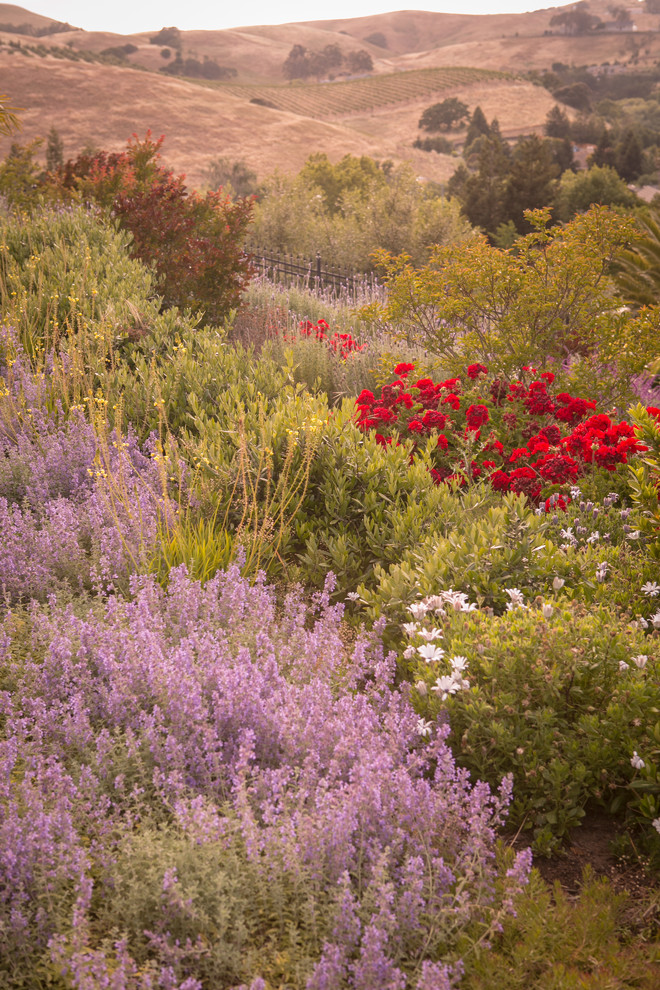 Réalisation d'un grand jardin arrière méditerranéen au printemps avec une exposition ensoleillée.