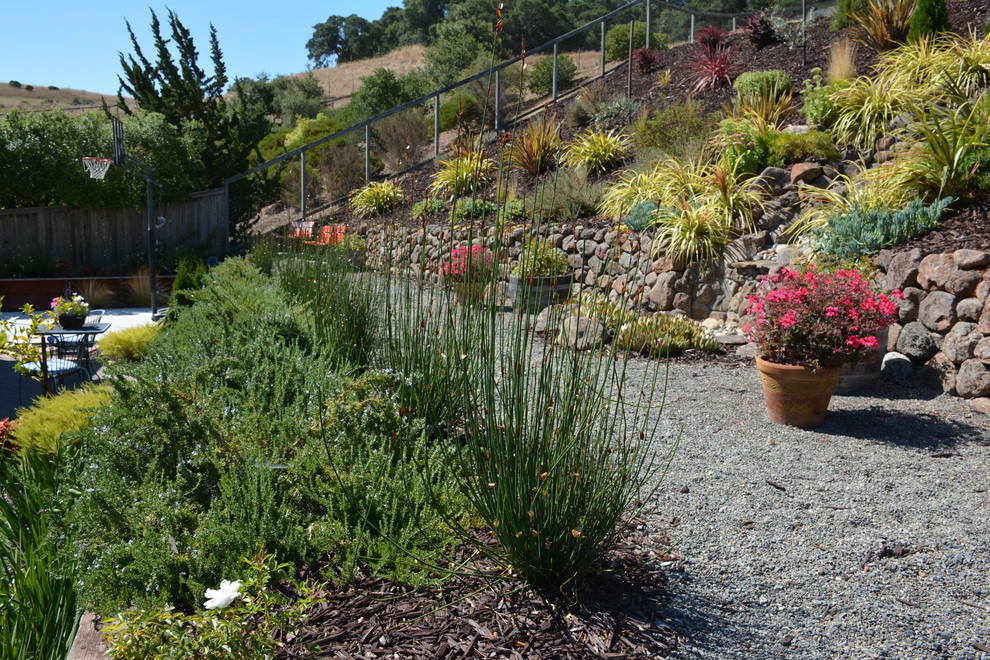 Petaluma Terraced Yard Mediterranean Landscape San Francisco by