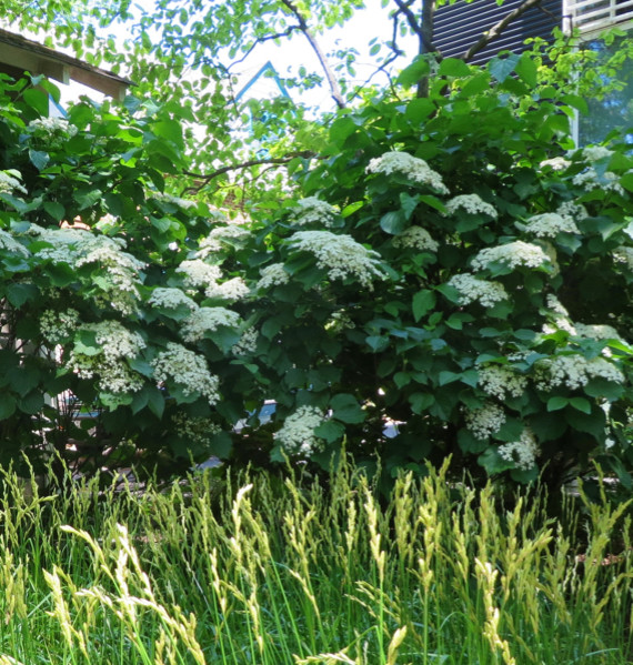 Philadelphia Avenue - Contemporary - Landscape - DC Metro - by Carex