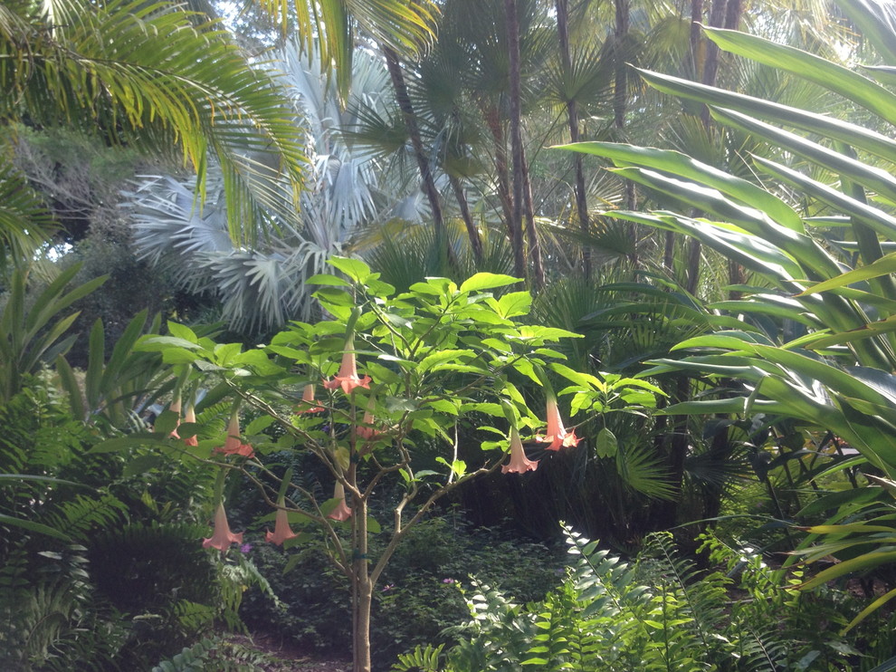 Ispirazione per un giardino tropicale esposto a mezz'ombra di medie dimensioni e in cortile in estate con un ingresso o sentiero