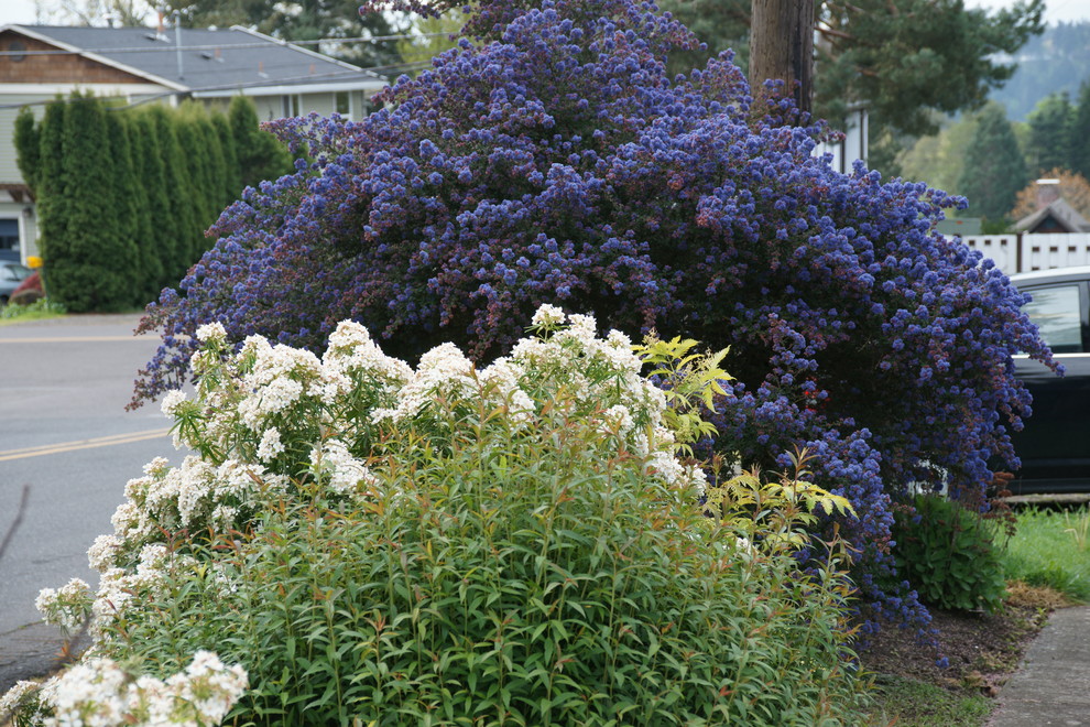 This is an example of a traditional landscaping in Portland.