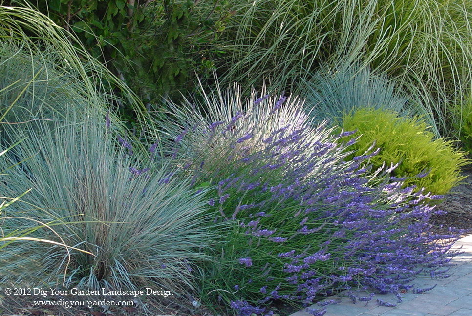 サンフランシスコにある地中海スタイルのおしゃれな庭 (ゼリスケープ) の写真