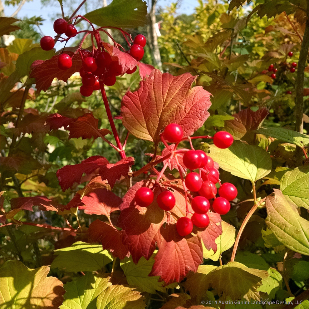 Halbschattiger Klassischer Garten im Herbst in New York