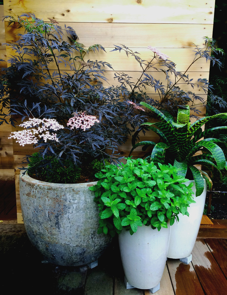 Idee per un giardino tropicale esposto a mezz'ombra dietro casa con un giardino in vaso e pedane