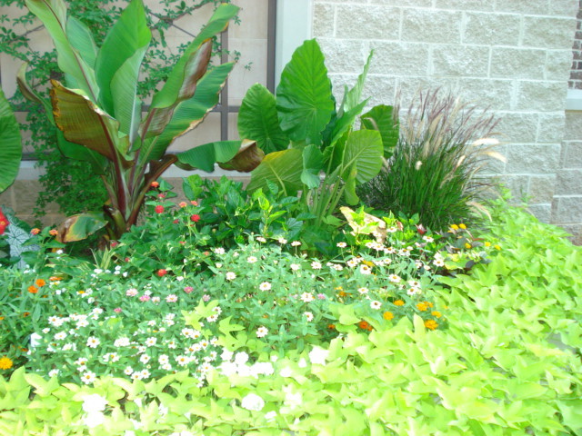 Foto di un piccolo giardino vittoriano esposto in pieno sole davanti casa in estate con un giardino in vaso e pacciame