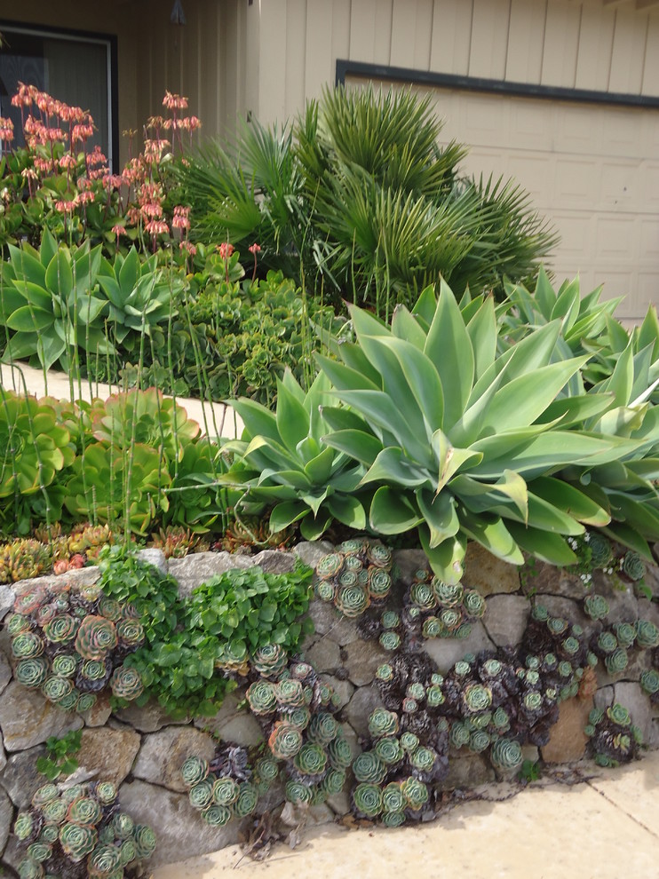 サンフランシスコにある地中海スタイルのおしゃれな庭 (壁面緑化、日向) の写真