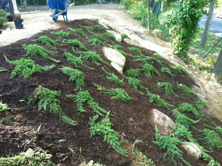 Planting On Hills Erosion Control Asian Landscape New York By Ny Plantings Irrigation And Landscape Lighting