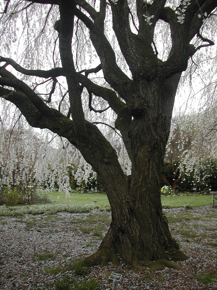 Корневая Система: Виды И Типы Корневых Систем Растений, Особенности  Строения | Houzz Россия