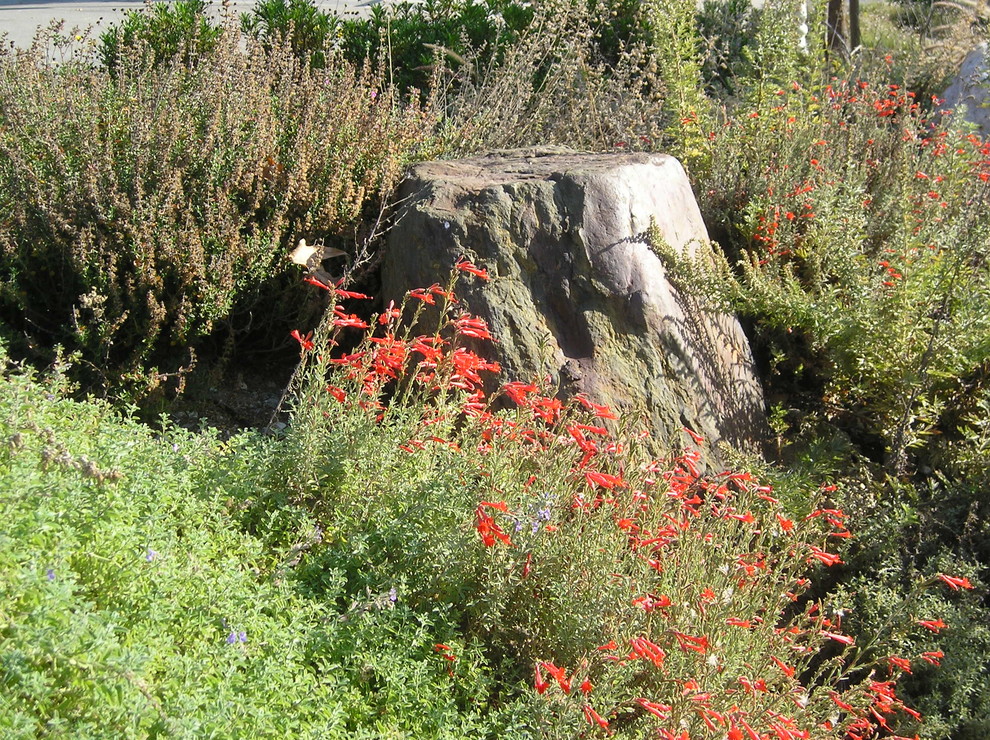 Foto di un giardino xeriscape stile rurale esposto in pieno sole davanti casa