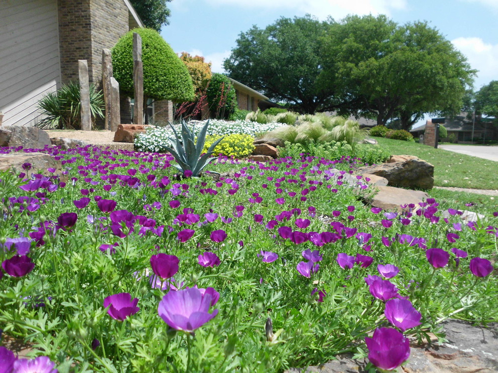 Photo of a medium sized contemporary front xeriscape partial sun garden for spring in Dallas.