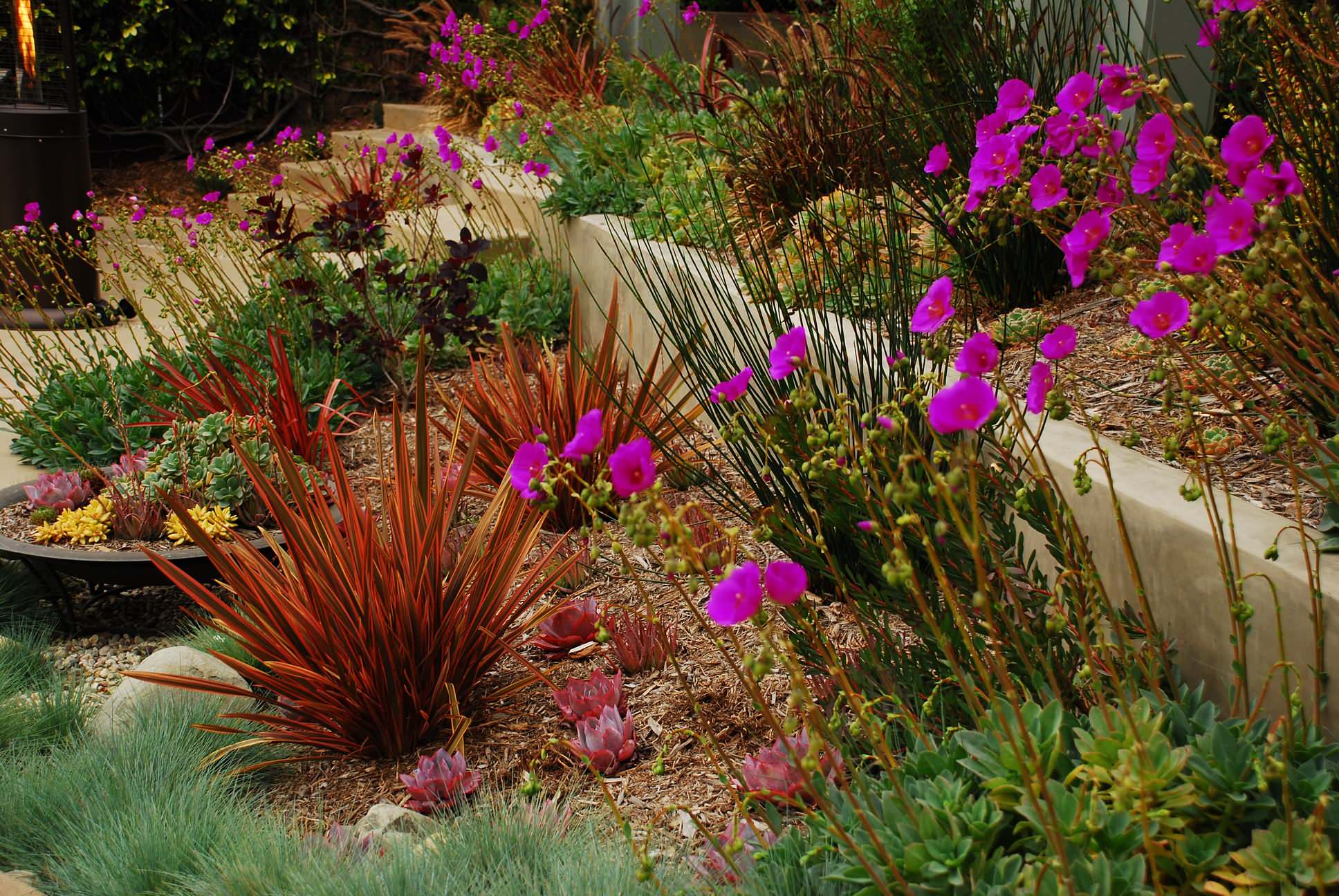 Drought Tolerant Plant Northern Ca Houzz