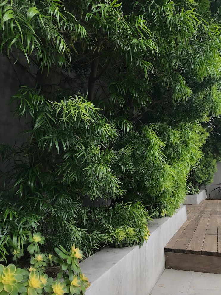 Esempio di un giardino xeriscape minimalista esposto in pieno sole di medie dimensioni e dietro casa in primavera con un focolare e pavimentazioni in cemento