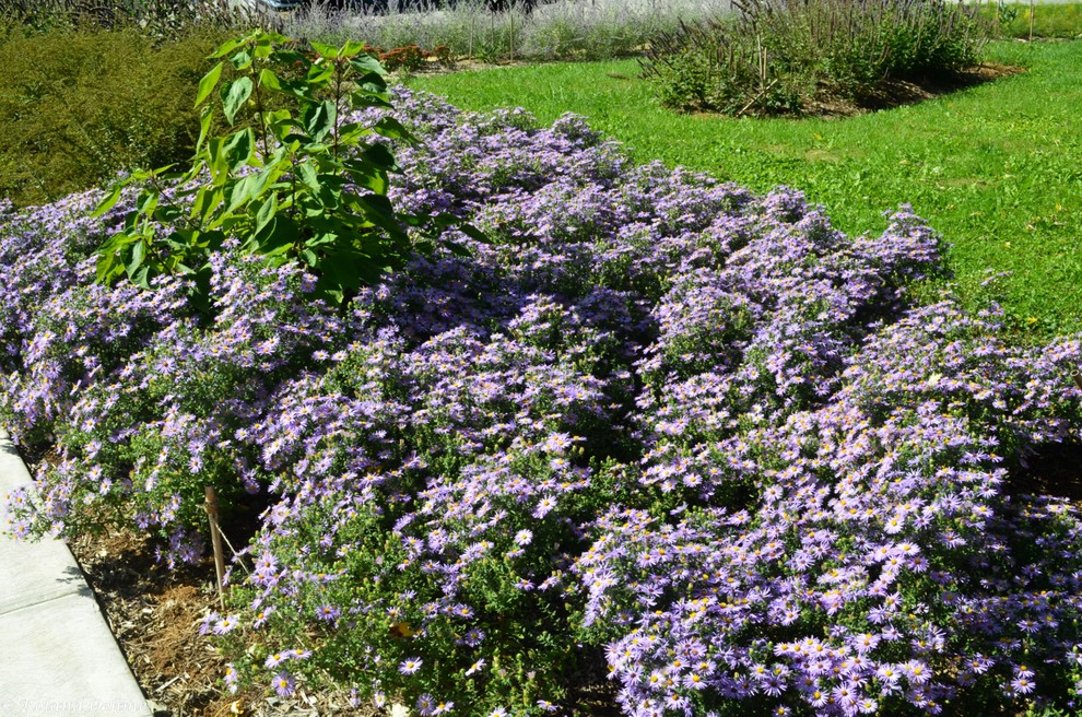 Inspiration for a mid-sized traditional full sun front yard mulch formal garden in Baltimore.