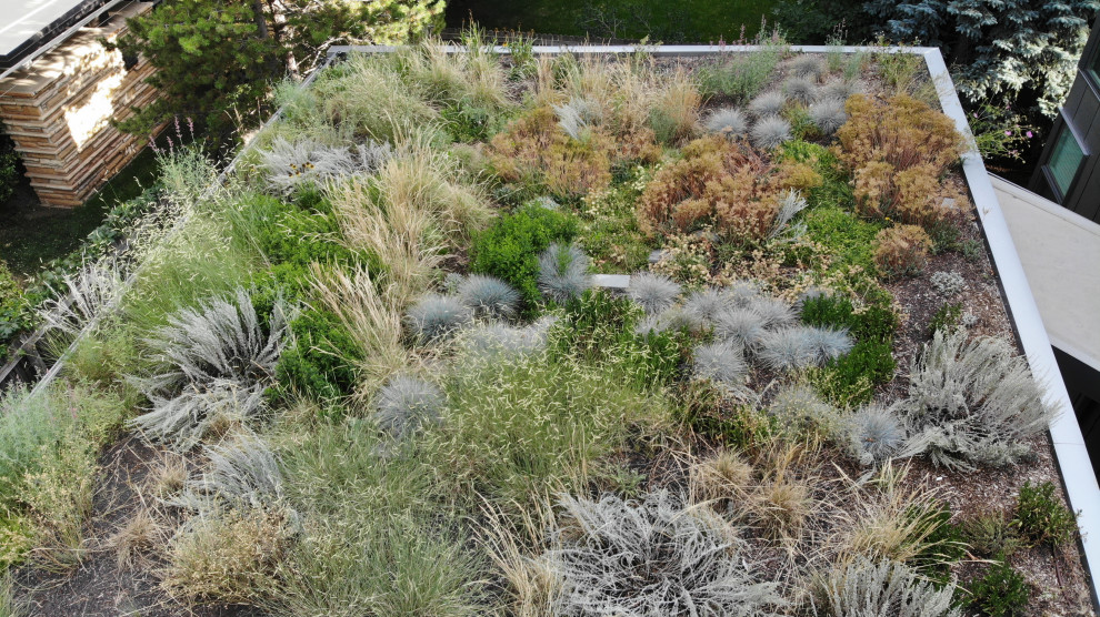 Photo of a mid-sized contemporary drought-tolerant and full sun rooftop flower bed in Denver.