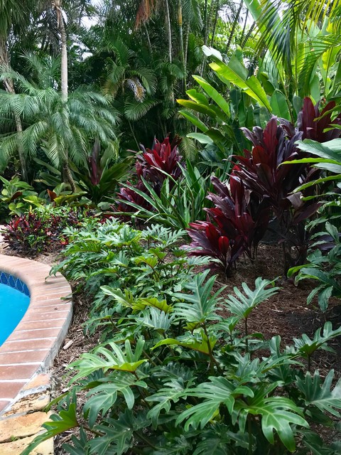 Pool Landscaping: North Palm Beach, FL - Tropical - Garden - Miami - by
