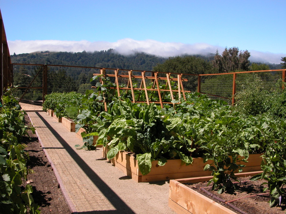 Inspiration for a mid-sized contemporary backyard vegetable garden landscape in San Francisco.