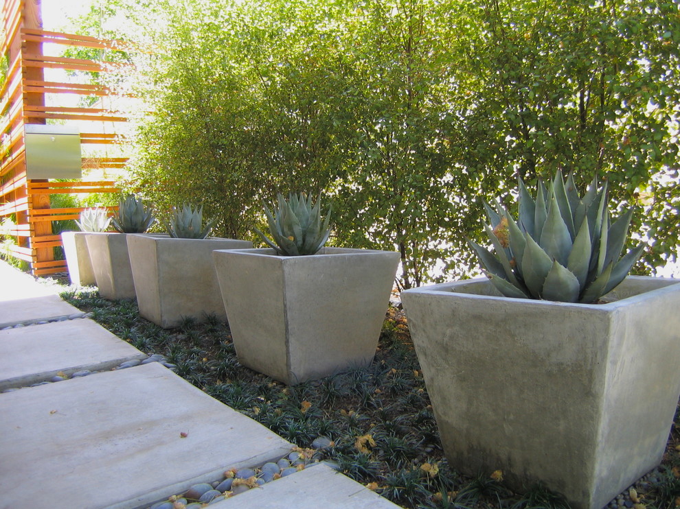 This is an example of a modern front garden in Albuquerque.