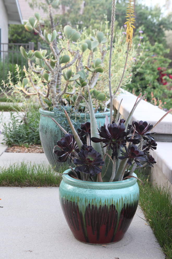 Rustikaler Garten im Frühling, hinter dem Haus mit Kübelpflanzen, direkter Sonneneinstrahlung und Betonboden in Los Angeles