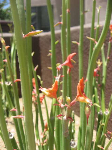 Great Design Plant Slipper Plant