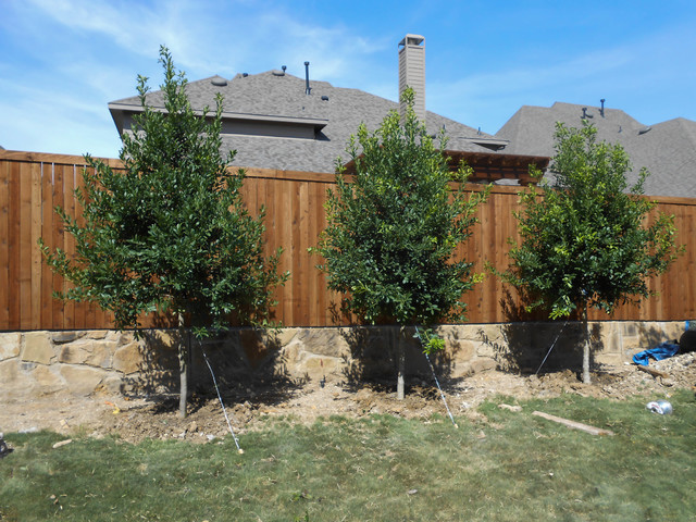 Privacy Screening with Magnolia Trees - Resort - Garden - Dallas 