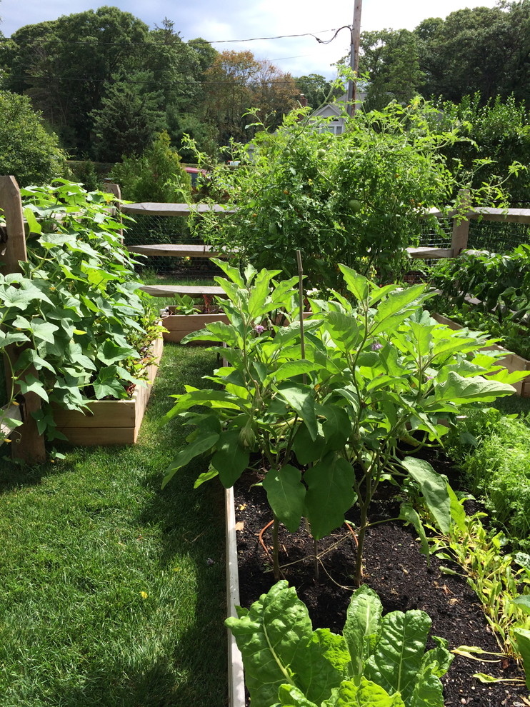 Mittelgroßer Landhausstil Gemüsegarten hinter dem Haus mit direkter Sonneneinstrahlung in New York