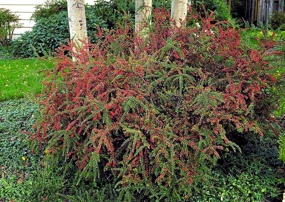 Rock Cotoneaster Plant Profile