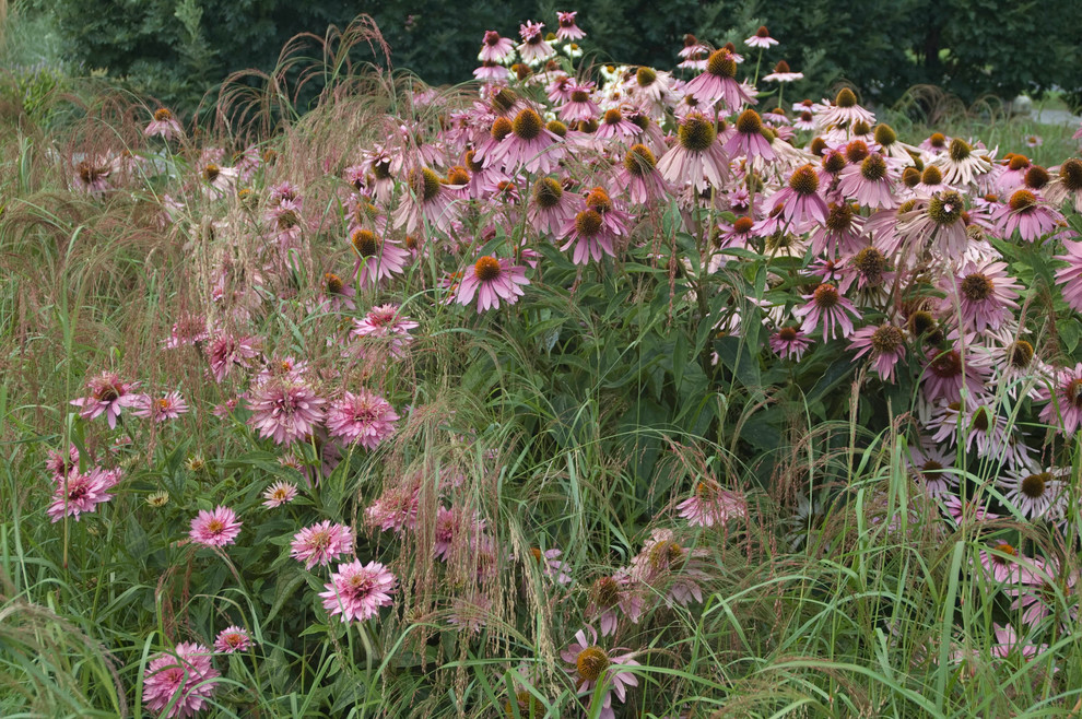 Purple coneflowers (Echinacea purpurea) and grasses at the Montreal