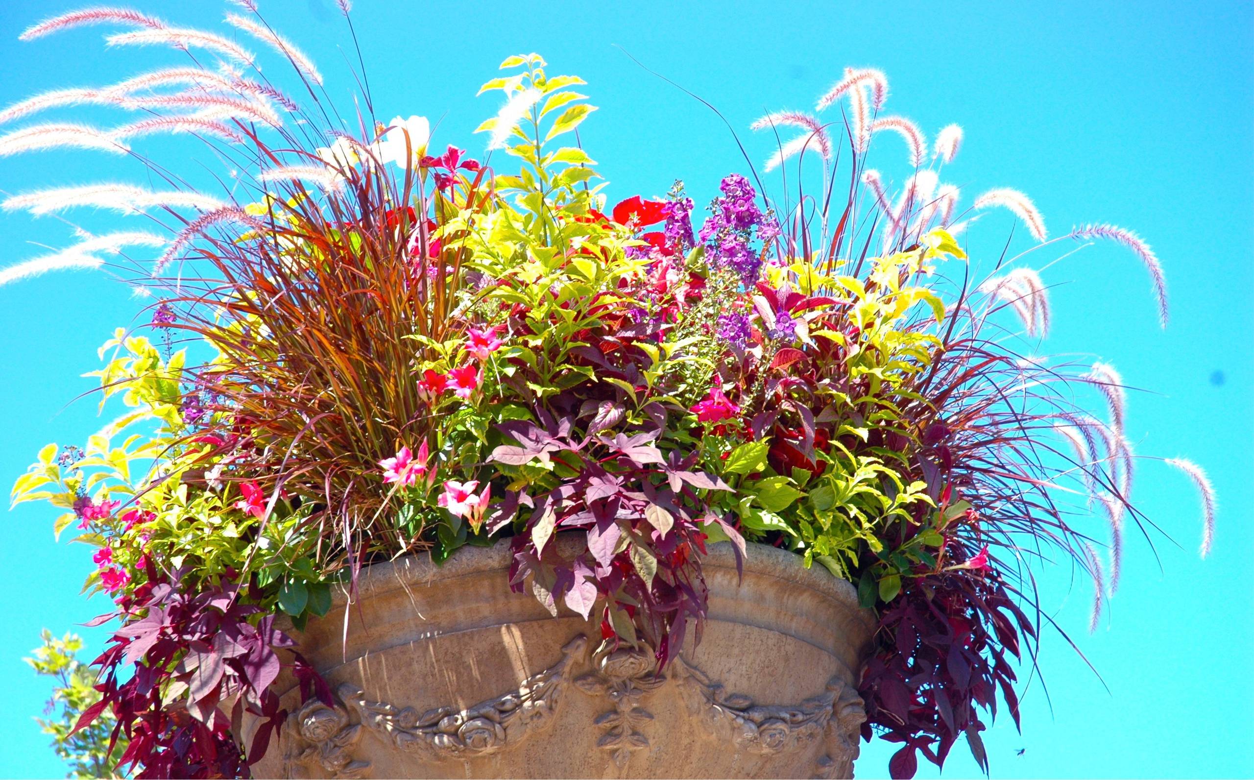 Контейнерное цветоводство: как создать красивую цветочную композицию в горшке и украсить ей сад