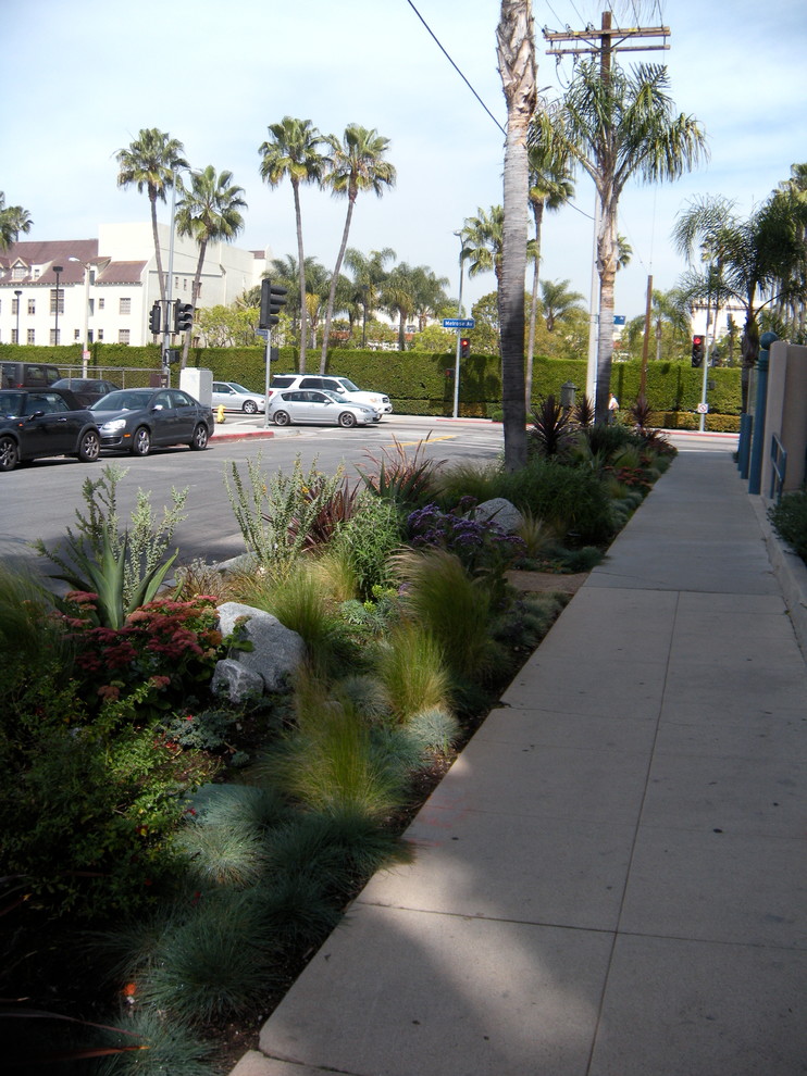Photo of a large contemporary front xeriscape full sun garden in Los Angeles with mulch.